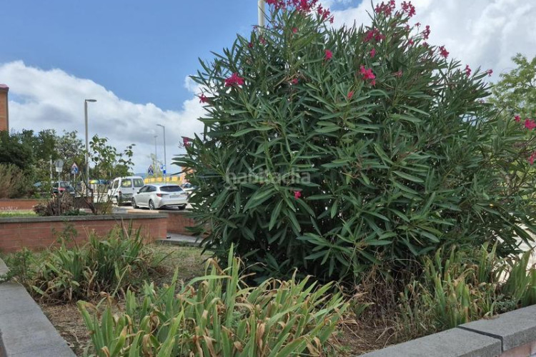 Planta baja  reformada totalmente de 3 hab en Terrassa